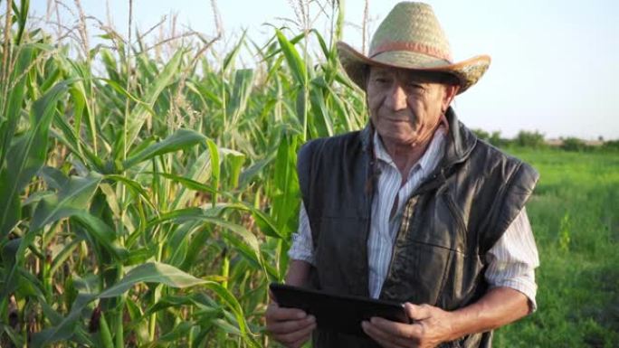 高级农民正在使用数字平板电脑。一位老人在蔬菜农场中行走并监视玉米作物