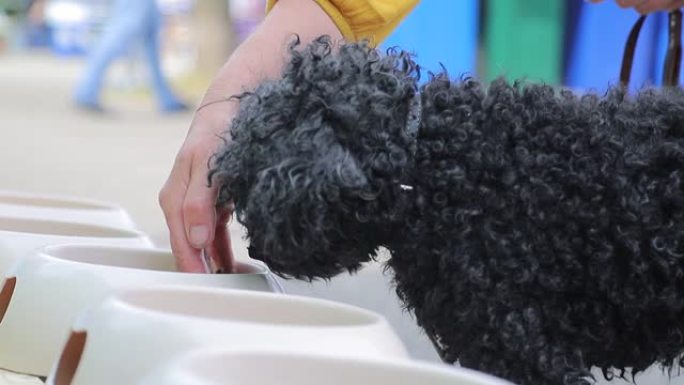 黑色卷曲的狗从主人的手和一个白色的碗里吃食物