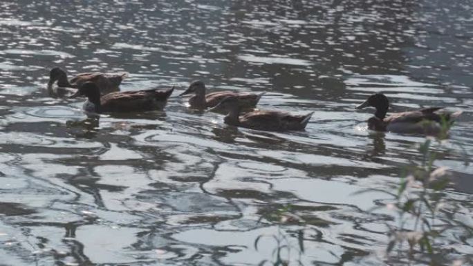 沿河漂浮的多只鸭子