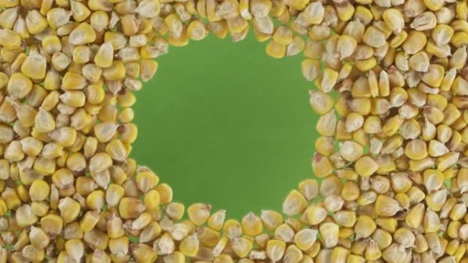 玉米粒的旋转散布在一个圆形中，中心为空间。顶视图。