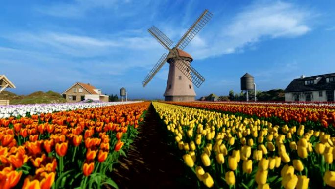 充满活力的郁金香场和传统的荷兰风车