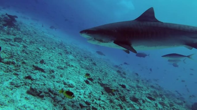 大虎鲨-嘴里有钓鱼钩的Galeocerdo cuvier在蓝色的海水中游过礁石