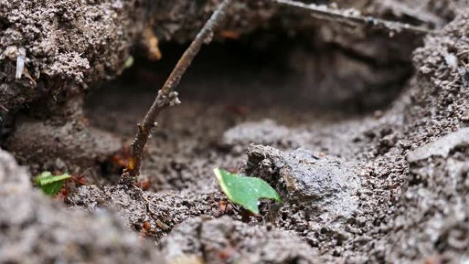 蚁群在土壤上行走的地面角度拍摄