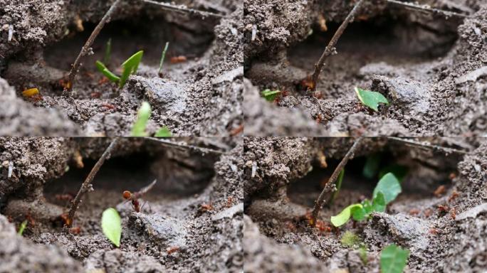 蚁群在土壤上行走的地面角度拍摄