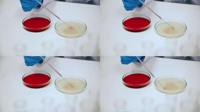 科学家正在试验Covic-19科学 (冠状病毒)，新的流感病毒株。还有病毒。在实验室中使用科学玻璃板