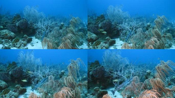 加勒比海/库拉索岛珊瑚礁绿松石海水中的海景，梭子鱼，珊瑚和海绵