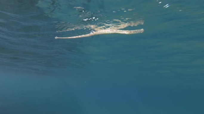 Pipefish在蓝色的水中缓慢游过沙质底部。宽鼻管鱼，鼻管鱼或高鼻管鱼 (syngnanthus 