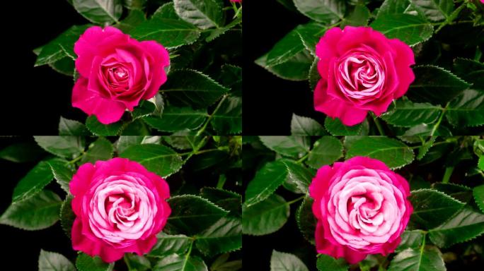 开放粉红色玫瑰花的时间流逝