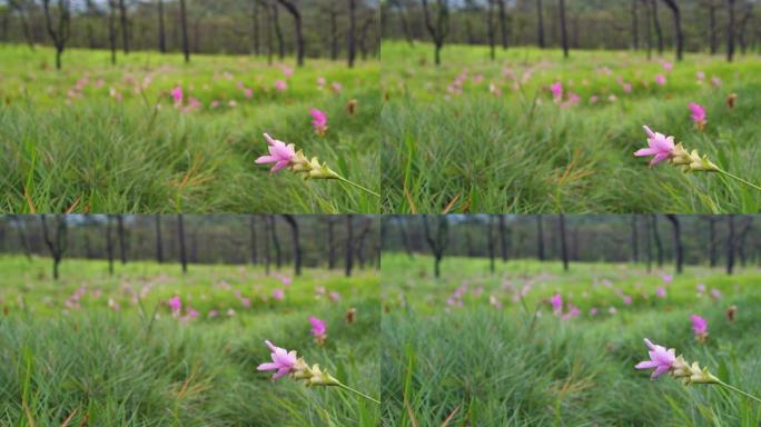 泰国柴雅蓬丛林中盛开的粉红色花朵野生暹罗郁金香