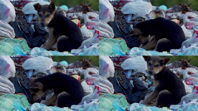 斯里兰卡的垃圾场中的小狗 (喂养和睡觉)
