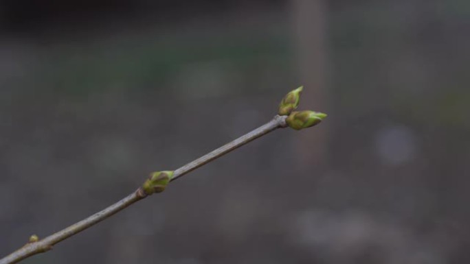 有小芽的树枝。春季生长有小鲜芽的树枝