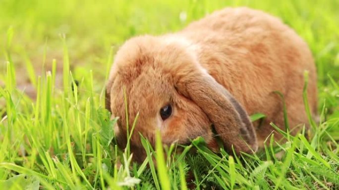 垂耳兔在草坪上跳跃，咀嚼草。矮兔在日落时繁殖公羊。夏日。