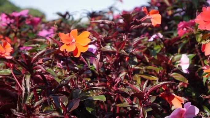 凤仙花霍克里。红花的花坛。红色天鹅绒花。植物。园林绿化。特写