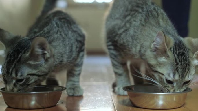 女人在银盘里喂两只可爱的家养短毛猫猫湿食物