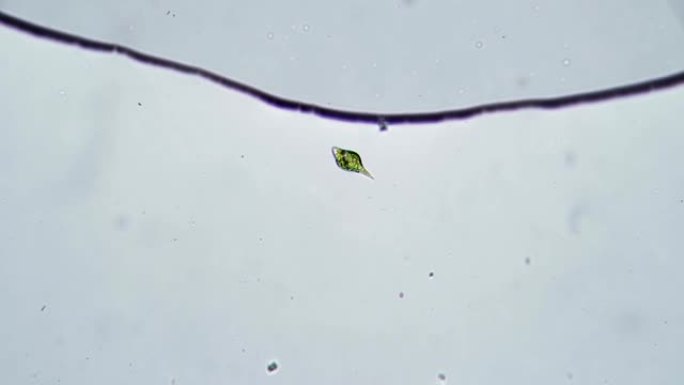 显微镜下的单细胞生物眼虫。