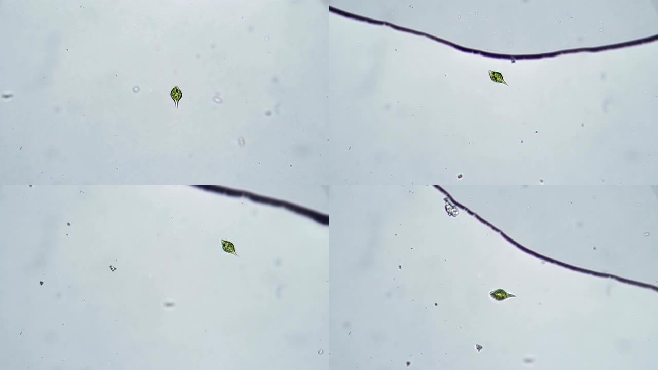 显微镜下的单细胞生物眼虫。