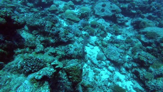 白鳍礁鲨游过珊瑚礁 (高角度拍摄)，印度洋，马尔代夫