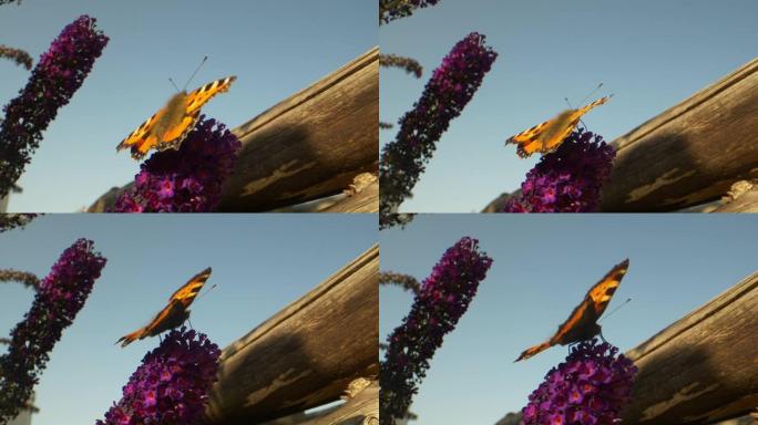 橙蝶在紫花蓝天上的宏视频