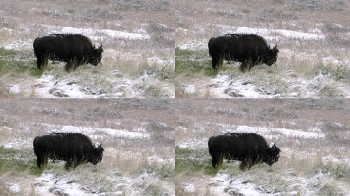 美国野牛公牛在黄石公园的新鲜积雪中放牧