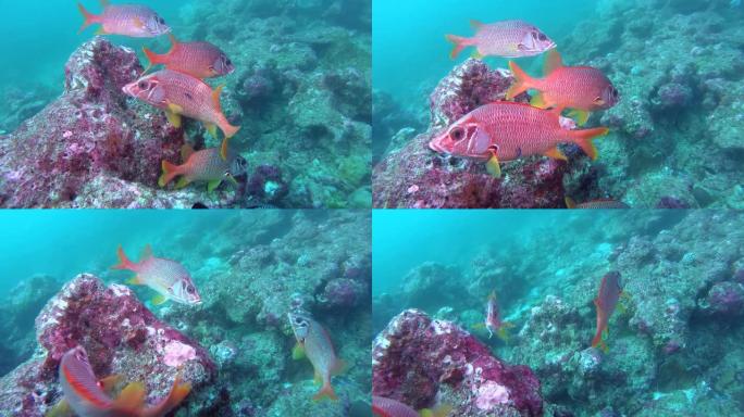 军刀松鼠学校-sargocenron spiniferum在珊瑚礁附近游泳。印度洋、马尔代夫、亚洲