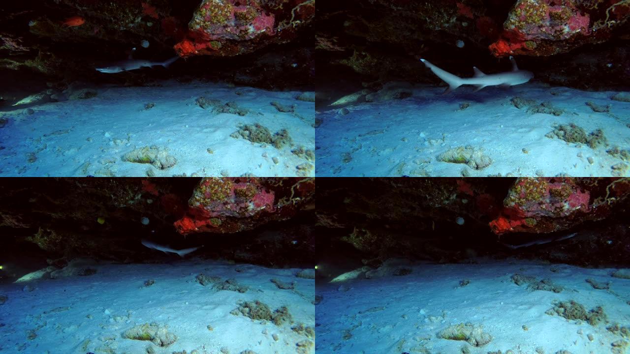 年轻的白鳍礁鲨在珊瑚檐口下游泳