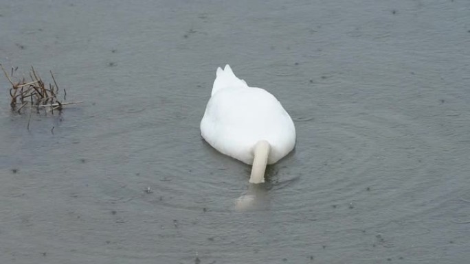 降雨时在河中觅食的天鹅