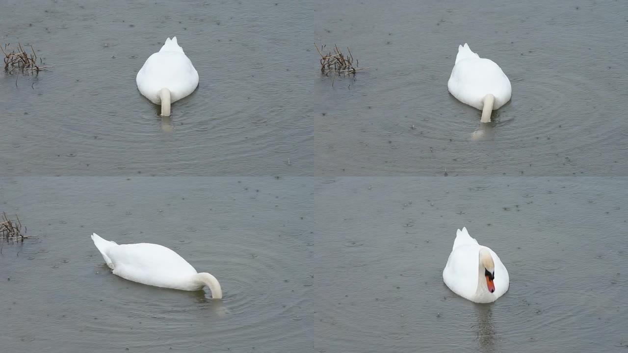降雨时在河中觅食的天鹅