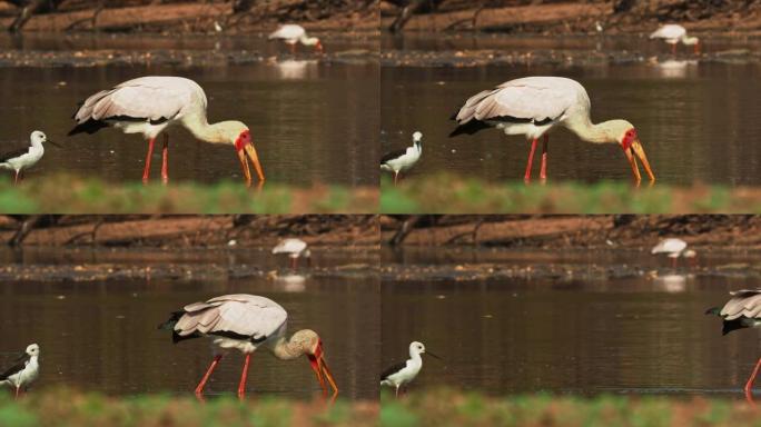 黄嘴鹳-Mycteria ibis也是木鹳或朱鹭，大型非洲涉水鹳种科ciconiiidae，广泛分布