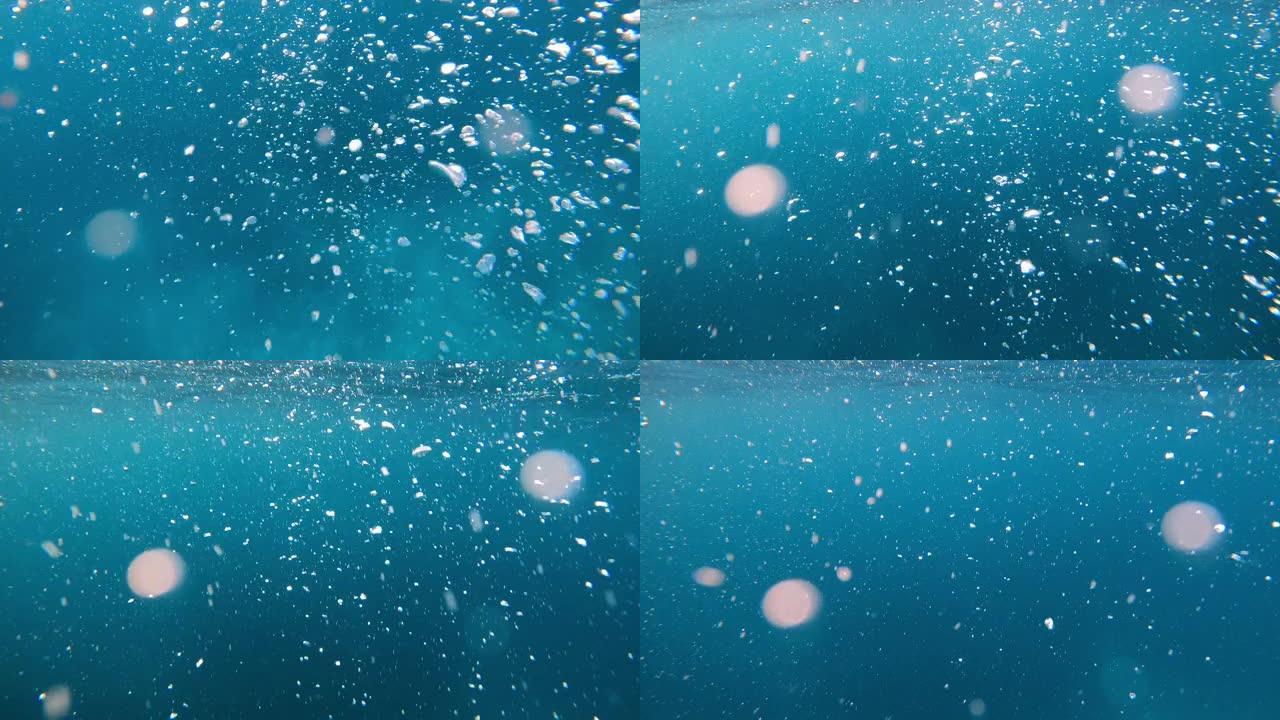 水肺泡海底生物海底游鱼海底美景