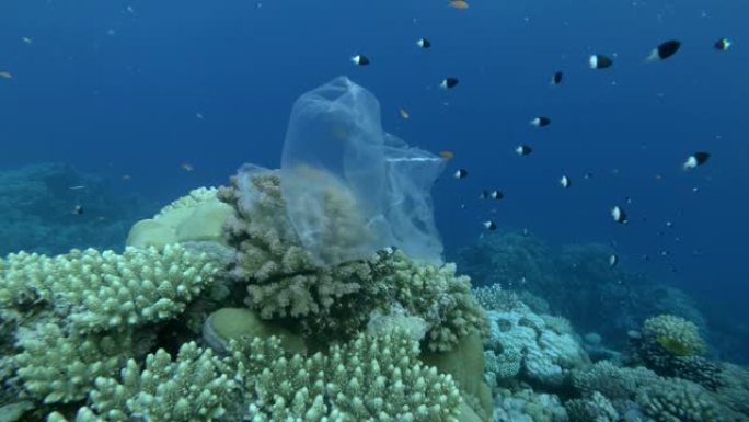 废弃的塑料袋挂在美丽的珊瑚礁上，在海浪中摇曳，附近游动着五颜六色的热带鱼，在蓝色的水底。海洋中的塑料