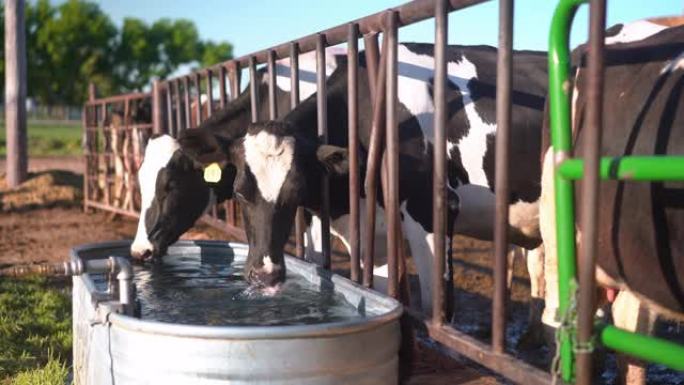 围栏里的奶牛喝水围栏里的奶牛喝水