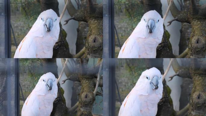 鹦鹉鹦鹉-特写动物动物园鸟