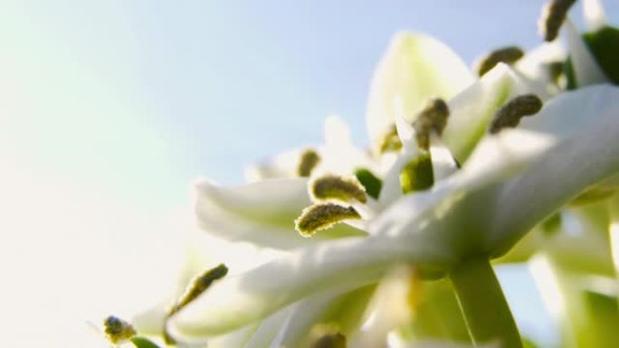 春天的感觉宏观特写镜头的白色花朵，雄蕊黄色。