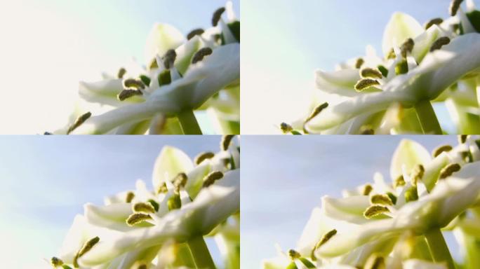 春天的感觉宏观特写镜头的白色花朵，雄蕊黄色。