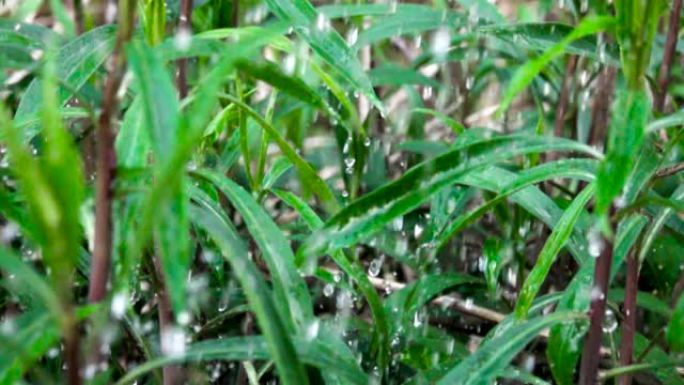 雨水滴落在绿草上。水雨滴与新鲜的绿叶为大自然。特写。慢动作。水滴落在绿叶上。特写。草地上的水滴。