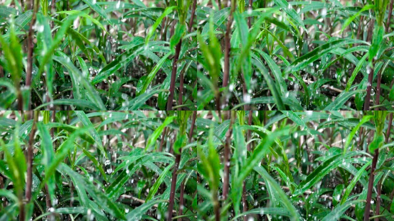 雨水滴落在绿草上。水雨滴与新鲜的绿叶为大自然。特写。慢动作。水滴落在绿叶上。特写。草地上的水滴。