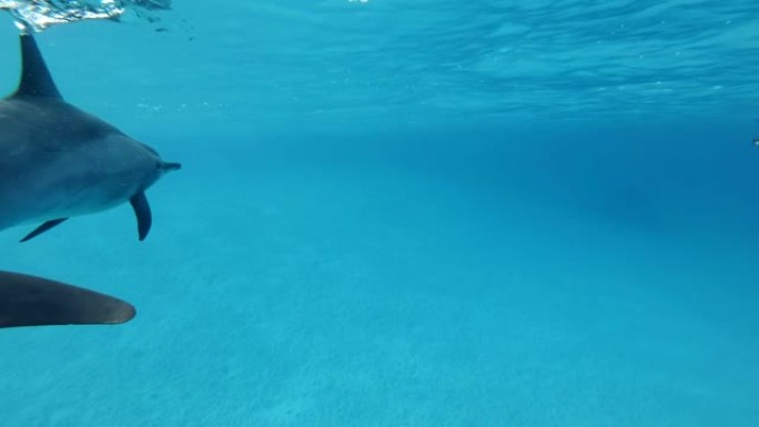 一群海豚在蓝色水中在水面下游泳。旋转海豚 (Stenella longirostris)，水下射击。