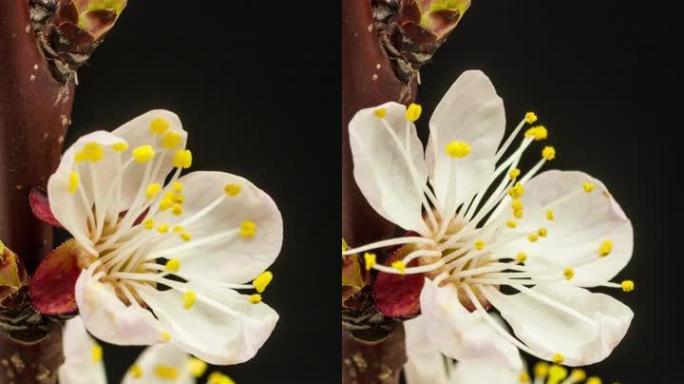 杏花的4k垂直延时开花并在黑色背景上生长。杏李盛开的花。9:16比例的垂直时间流逝手机和社交媒体准备