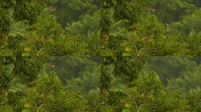 温和的风和小雨是一只小黄鸟的背景