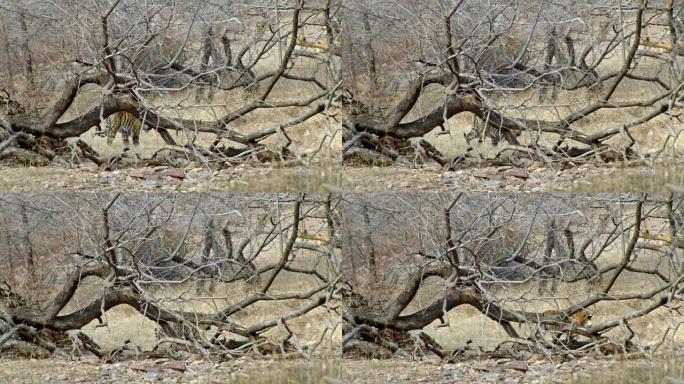 Tiger walking behind tree trunk