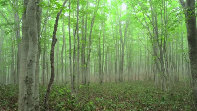 迷雾山毛榉树森林林间生态荒地