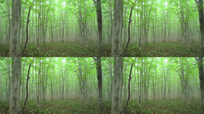 迷雾山毛榉树森林林间生态荒地