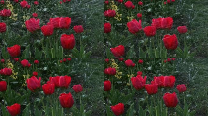 春天的一天，在花园里给红色的郁金香浇水。春天的公园景色与雨美丽的郁金香在花园里浇水花人工或自然雨