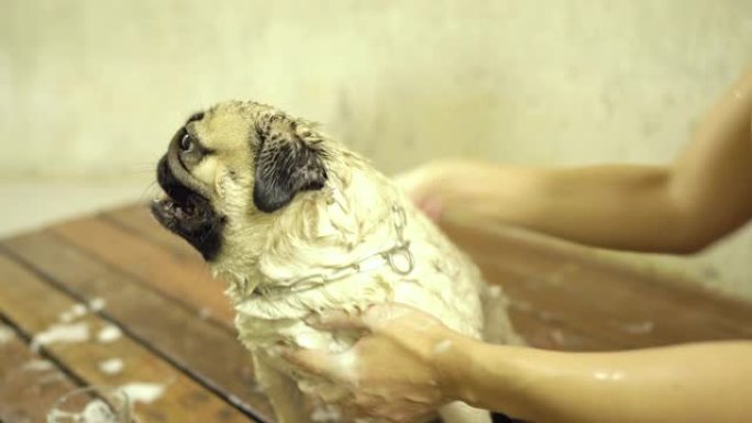 可爱的狗哈巴狗品种泡泡浴清洁感觉如此幸福，享受健康新鲜的皮肤，狗护理理念