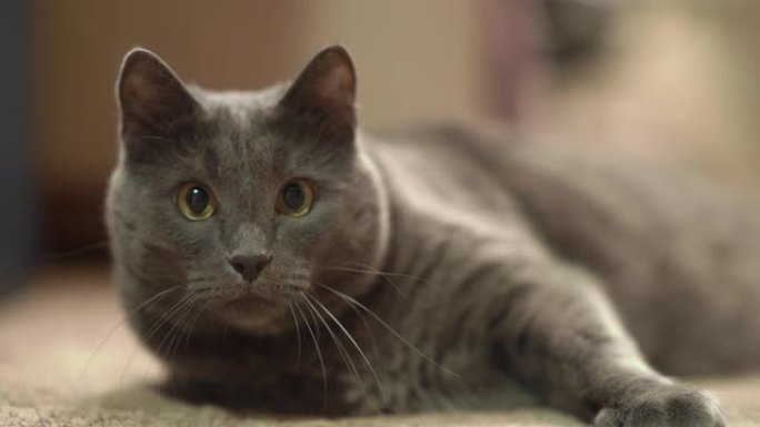 室内灰猫在房间里游戏时睁大眼睛跟踪。