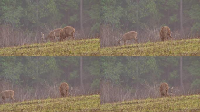 早上日出时，关闭两只雄性猪鹿 (Axis porcinus) 在森林里吃草。动物野生动物，自然背景亚
