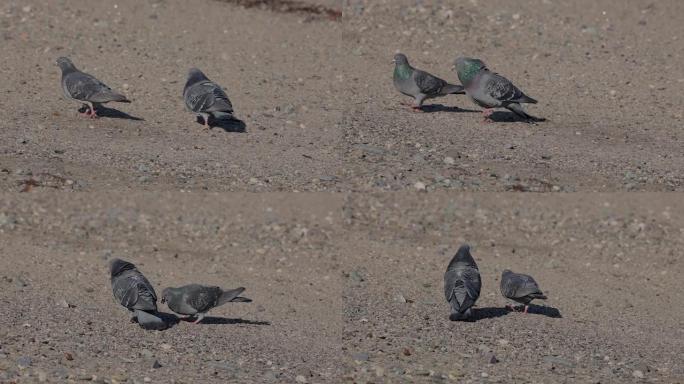 一只雄性鸽子在沙滩上求爱雌性鸽子-慢动作