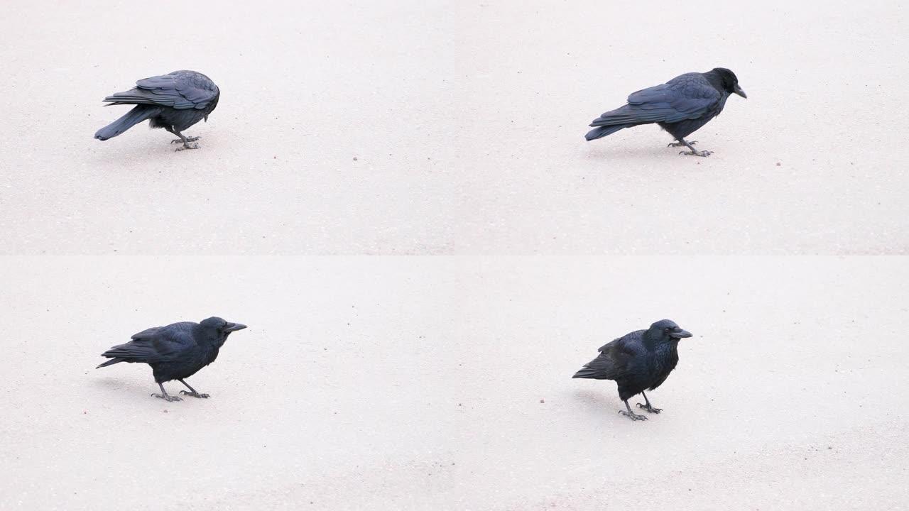 乌鸦吃乌鸦素材乌鸦视频一只乌鸦