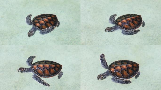 幼年绿海龟婴儿新生儿在苗圃池塘游泳。海龟保护中心。泰国