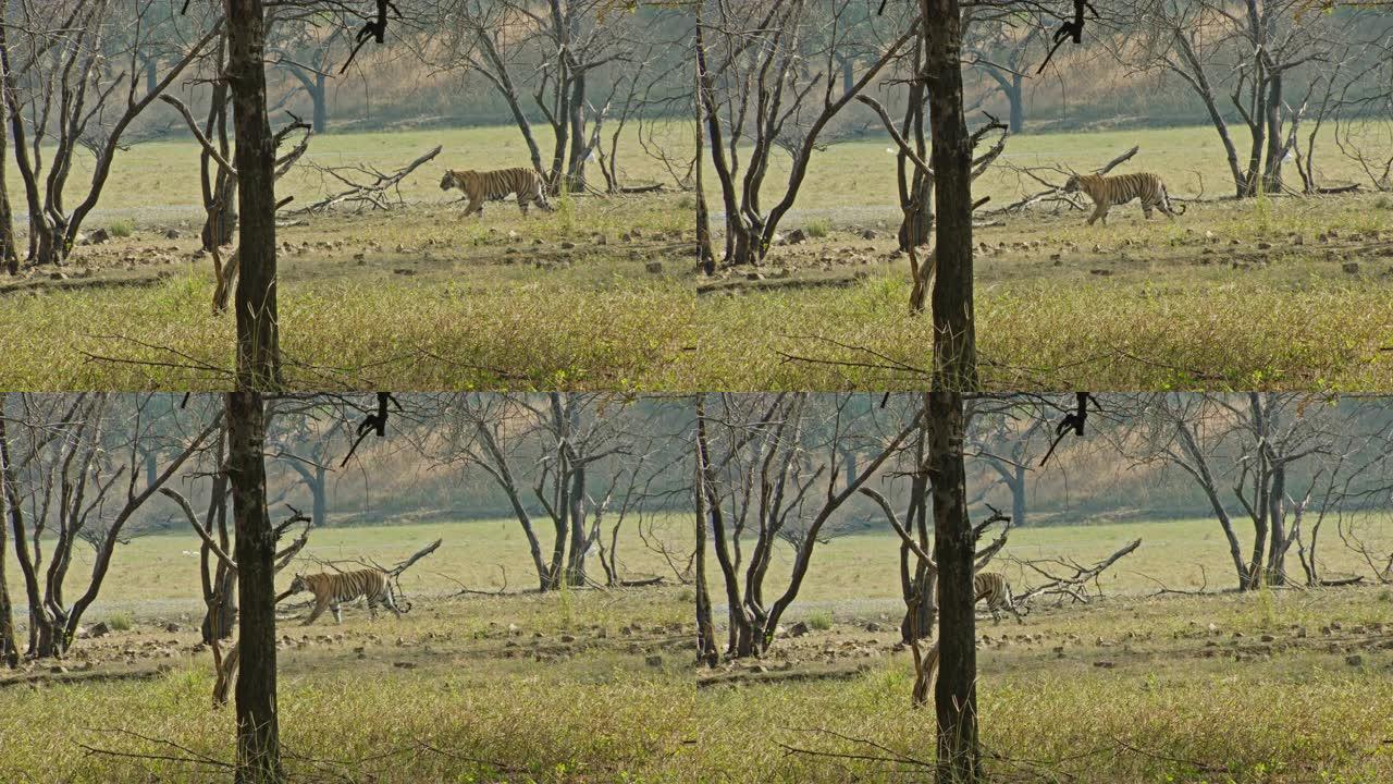 老虎在湿地附近行走